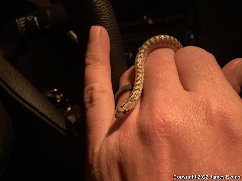 Desert Glossy Snake (Arizona elegans eburnata)