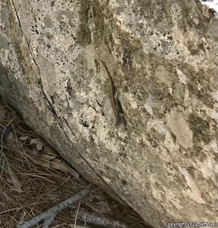 Southern Sagebrush Lizard (Sceloporus graciosus vandenburgianus)