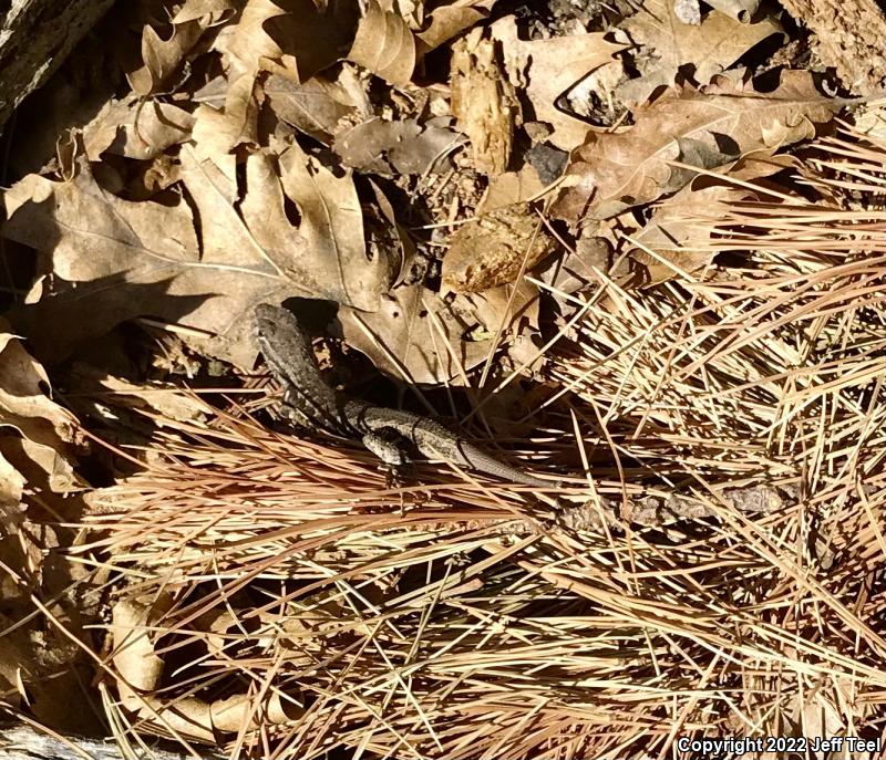 Southern Sagebrush Lizard (Sceloporus graciosus vandenburgianus)