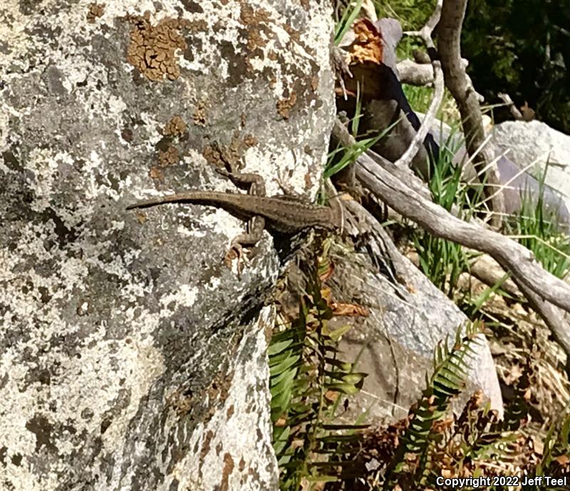 Southern Sagebrush Lizard (Sceloporus graciosus vandenburgianus)