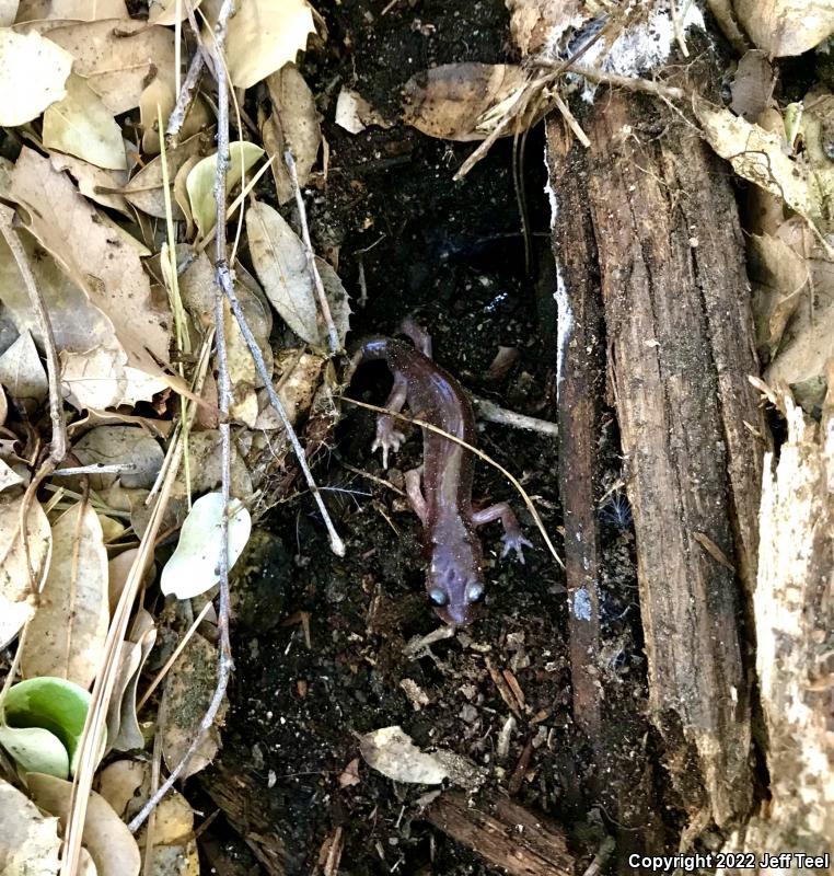 Monterey Ensatina (Ensatina eschscholtzii eschscholtzii)