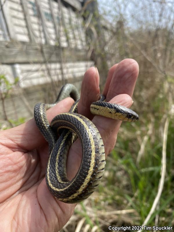 Butler's Gartersnake (Thamnophis butleri)