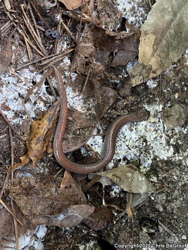 Garden Slender Salamander (Batrachoseps major major)