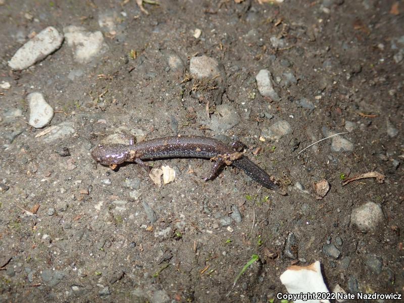 Eastern Red-backed Salamander (Plethodon cinereus)