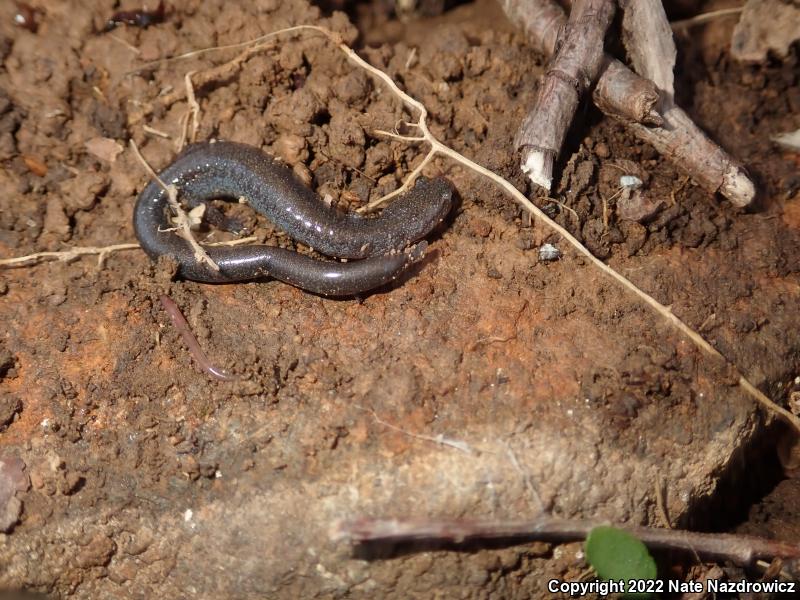 Eastern Red-backed Salamander (Plethodon cinereus)