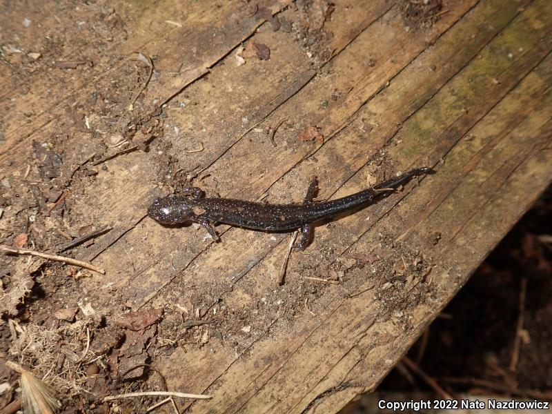 Eastern Red-backed Salamander (Plethodon cinereus)