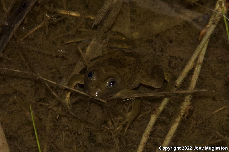 Columbia Spotted Frog (Rana luteiventris)