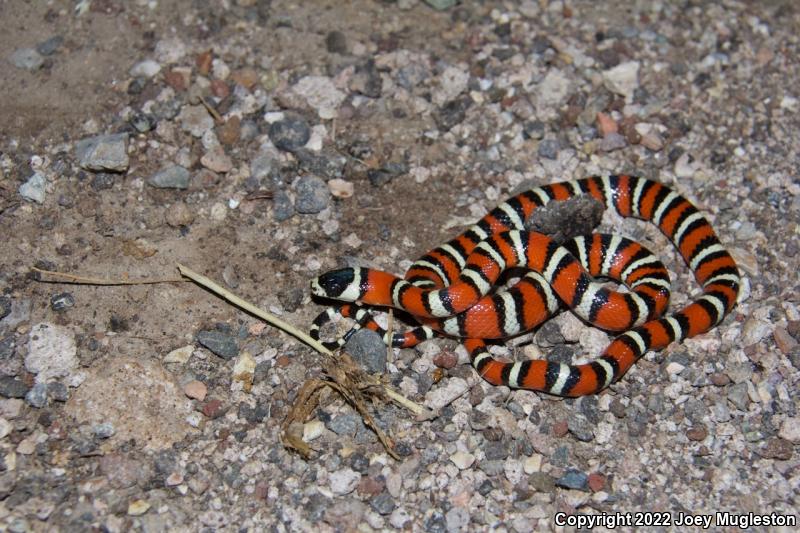 Utah Mountain Kingsnake (Lampropeltis pyromelana infralabialis)