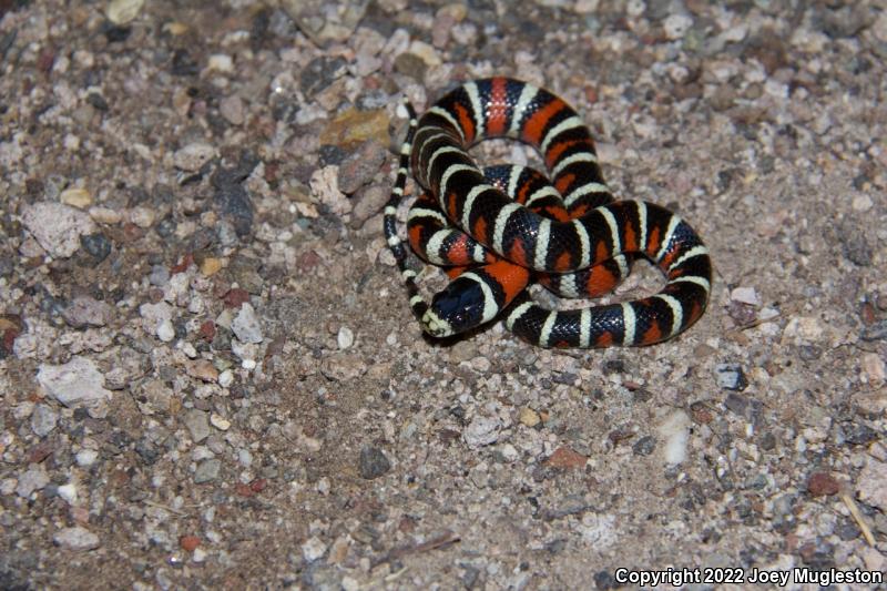 Utah Mountain Kingsnake (Lampropeltis pyromelana infralabialis)