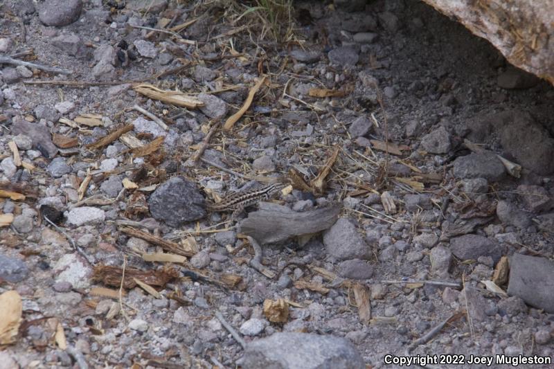 Northern Sagebrush Lizard (Sceloporus graciosus graciosus)