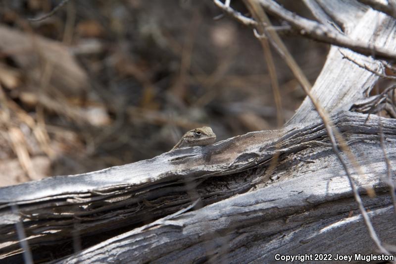 Northern Sagebrush Lizard (Sceloporus graciosus graciosus)