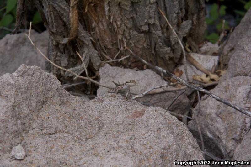 Northern Sagebrush Lizard (Sceloporus graciosus graciosus)