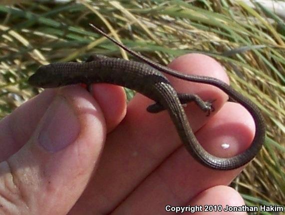 San Diego Alligator Lizard (Elgaria multicarinata webbii)