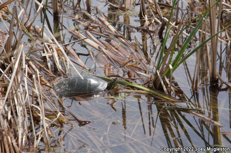 Western Painted Turtle (Chrysemys picta bellii)