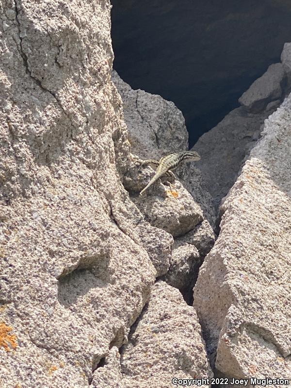 Northern Sagebrush Lizard (Sceloporus graciosus graciosus)