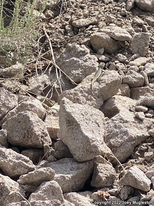 Northern Sagebrush Lizard (Sceloporus graciosus graciosus)