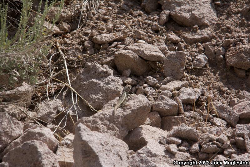 Northern Sagebrush Lizard (Sceloporus graciosus graciosus)