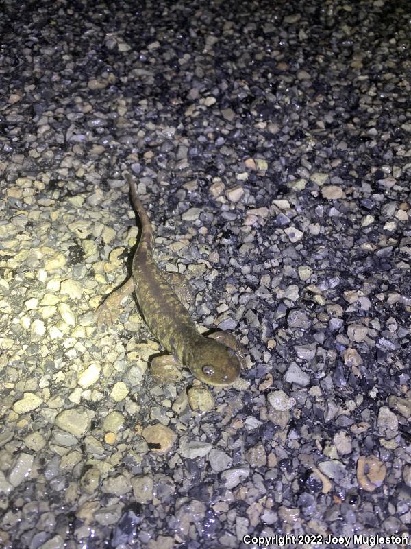 Arizona Tiger Salamander (Ambystoma mavortium nebulosum)