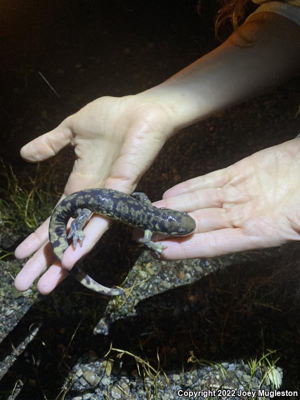 Arizona Tiger Salamander (Ambystoma mavortium nebulosum)