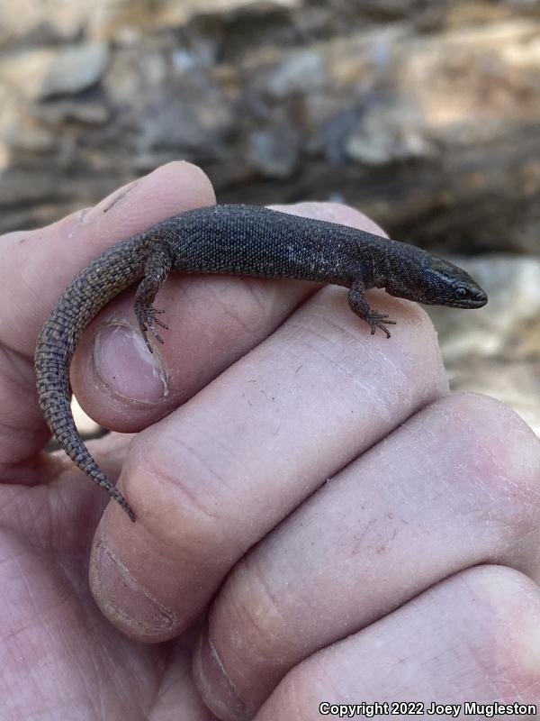 Desert Night Lizard (Xantusia vigilis vigilis)