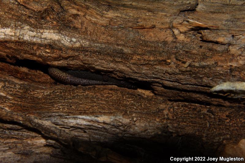 Desert Night Lizard (Xantusia vigilis vigilis)