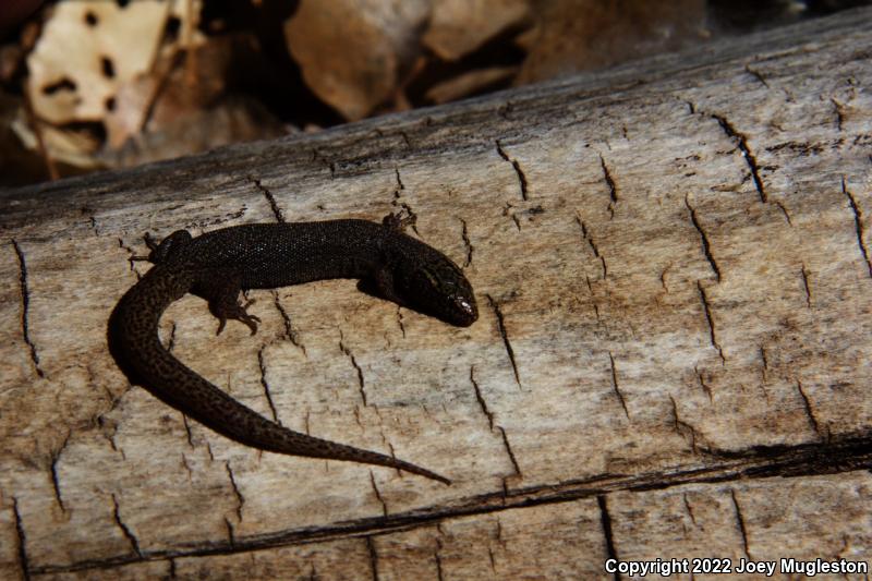 Desert Night Lizard (Xantusia vigilis vigilis)