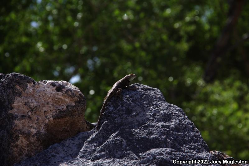 Yellow-backed Spiny Lizard (Sceloporus uniformis)