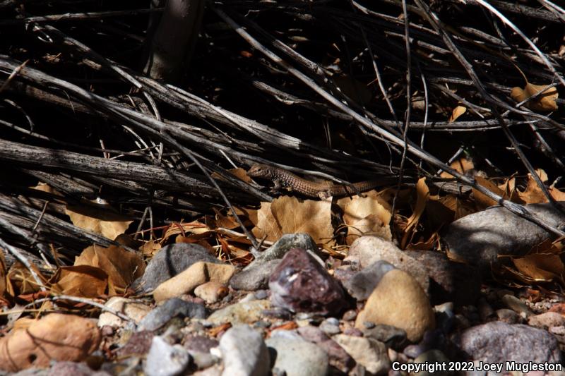 Northern Whiptail (Aspidoscelis tigris septentrionalis)