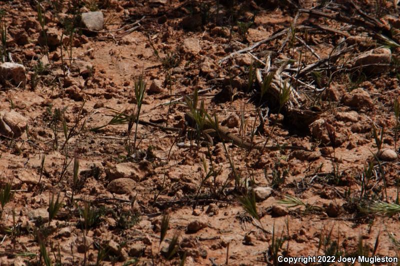 Northern Whiptail (Aspidoscelis tigris septentrionalis)