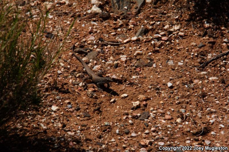 Northern Whiptail (Aspidoscelis tigris septentrionalis)