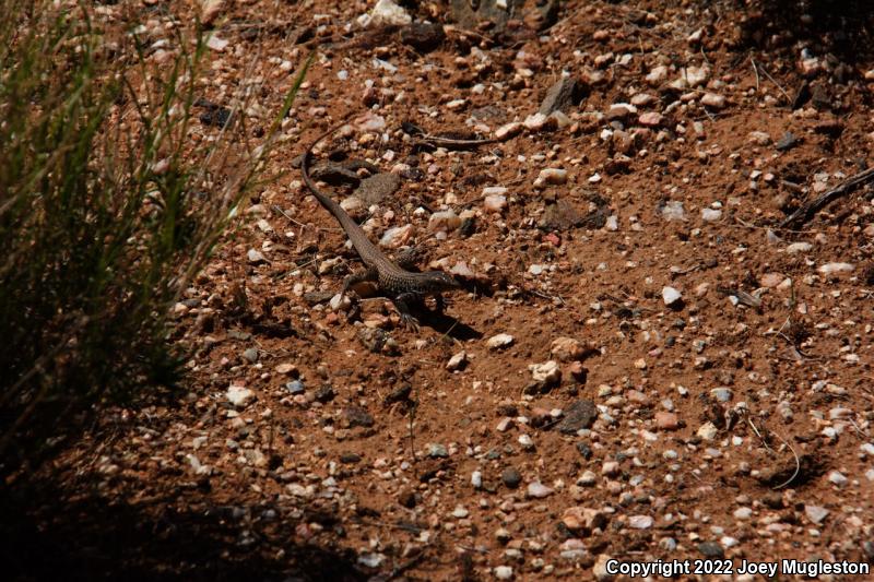 Northern Whiptail (Aspidoscelis tigris septentrionalis)