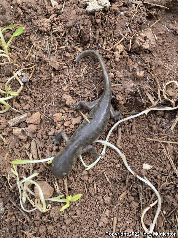 Arizona Tiger Salamander (Ambystoma mavortium nebulosum)