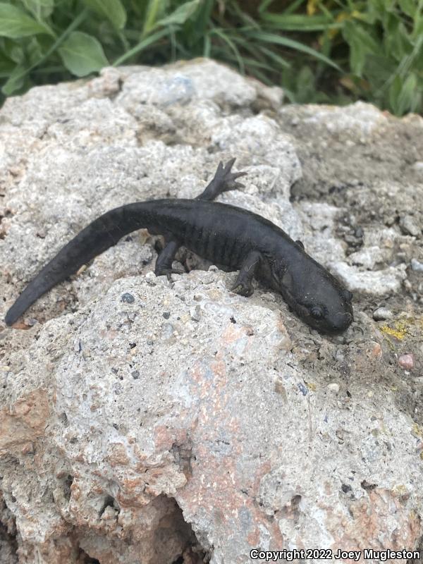 Arizona Tiger Salamander (Ambystoma mavortium nebulosum)