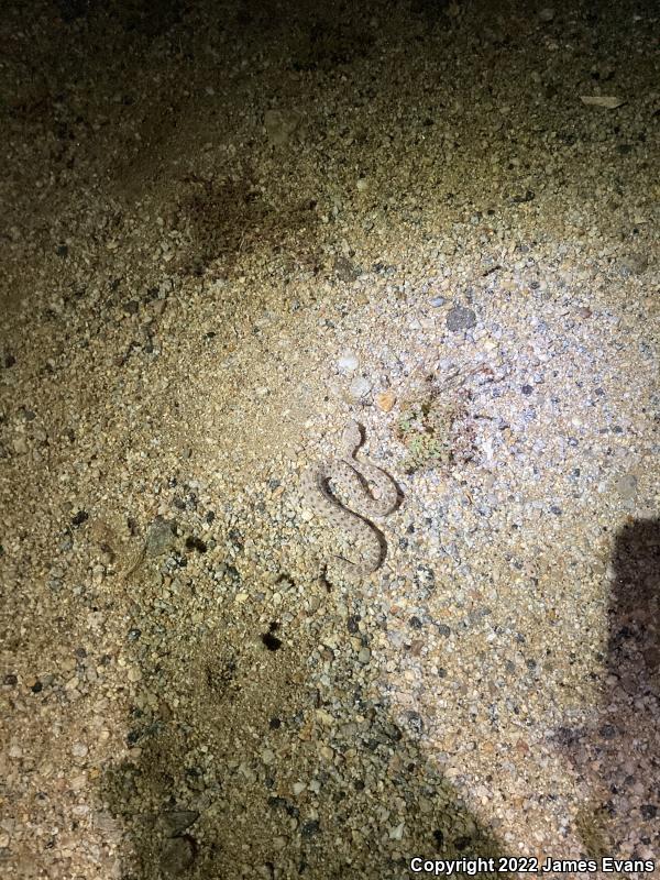 Colorado Desert Sidewinder (Crotalus cerastes laterorepens)