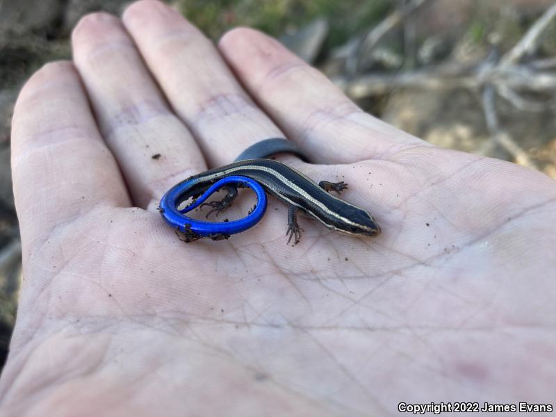 Coronado Island Skink (Plestiodon skiltonianus interparietalis)