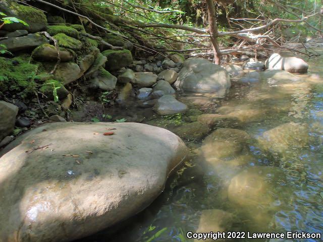 Coast Range Newt (Taricha torosa torosa)