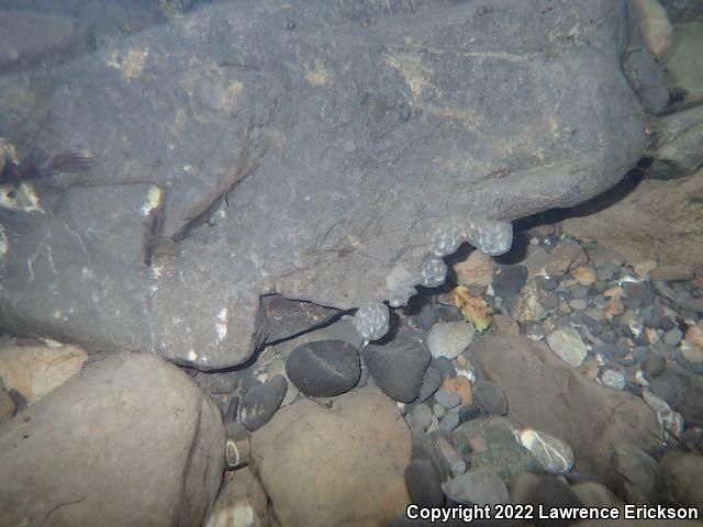 Coast Range Newt (Taricha torosa torosa)