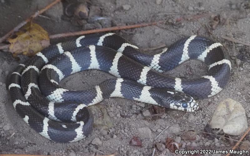 California Kingsnake (Lampropeltis getula californiae)