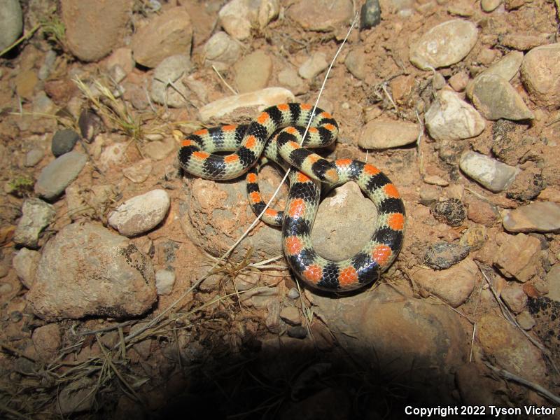 Variable Groundsnake (Sonora semiannulata semiannulata)