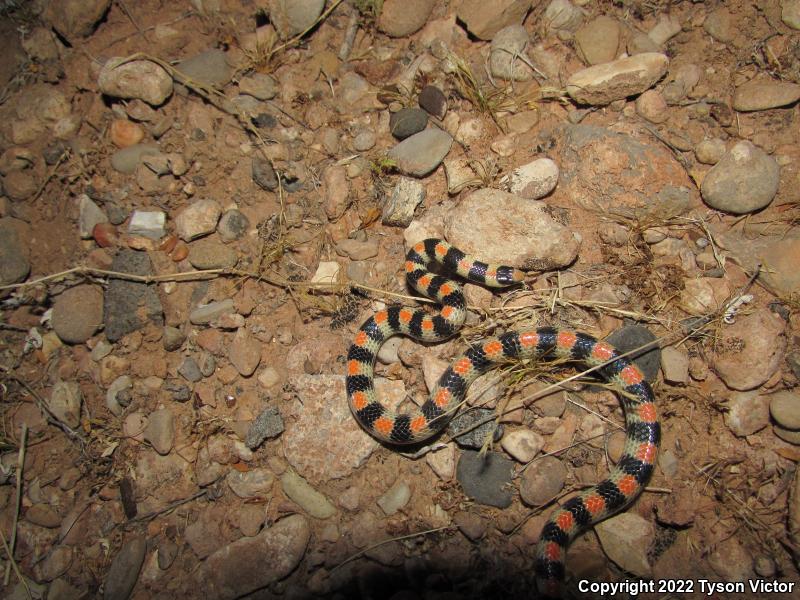 Variable Groundsnake (Sonora semiannulata semiannulata)