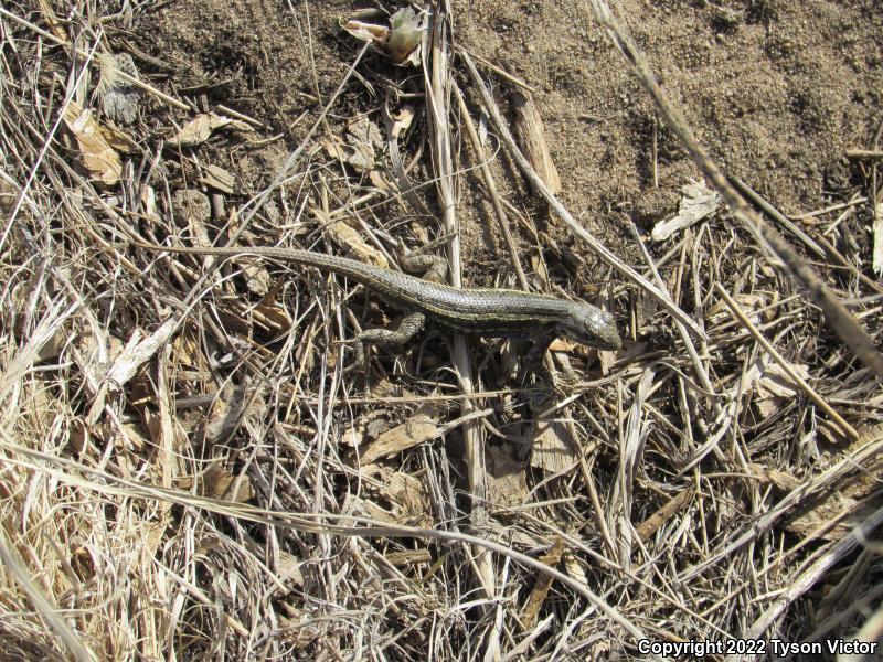 Prairie Lizard (Sceloporus consobrinus)