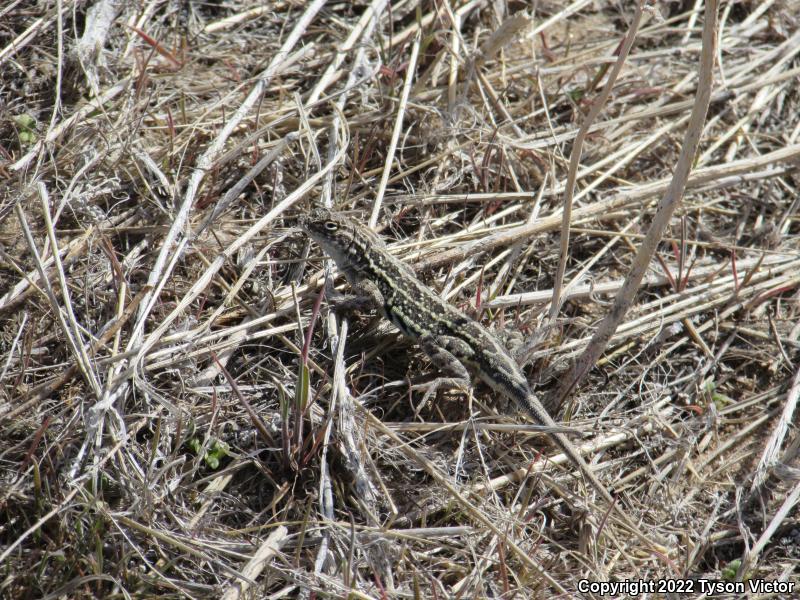 Great Plains Earless Lizard (Holbrookia maculata maculata)