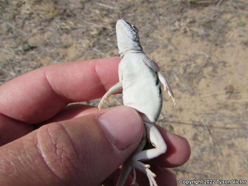 Great Plains Earless Lizard (Holbrookia maculata maculata)