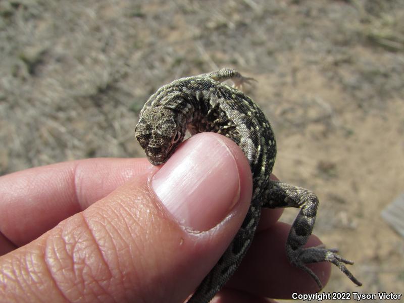 Great Plains Earless Lizard (Holbrookia maculata maculata)