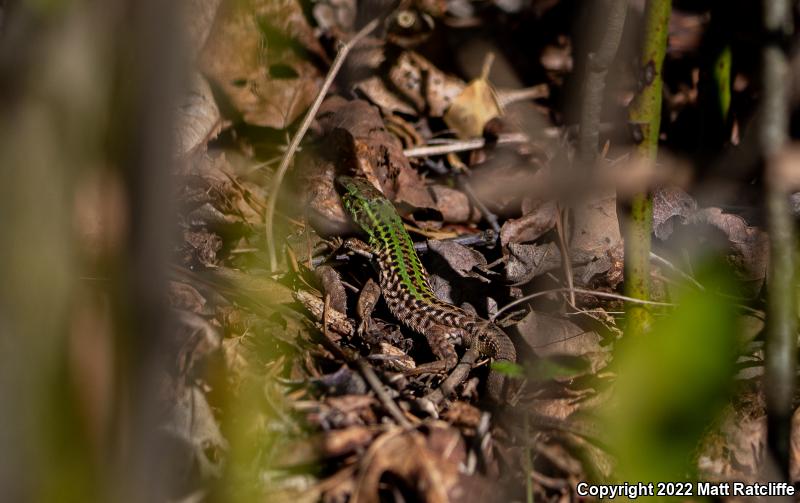 Italian Wall Lizard (Podarcis sicula)