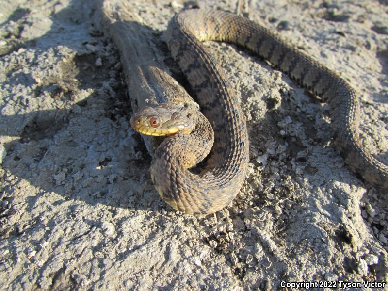 Diamond-backed Watersnake (Nerodia rhombifer rhombifer)