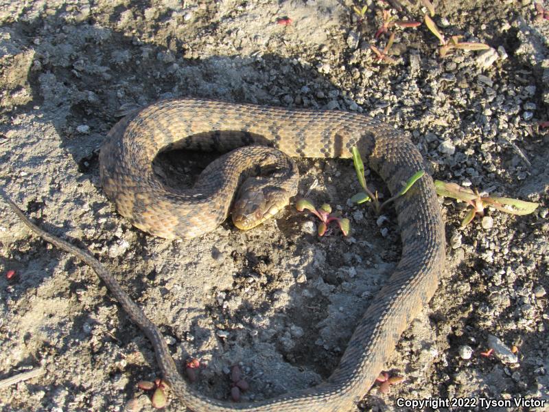 Diamond-backed Watersnake (Nerodia rhombifer rhombifer)