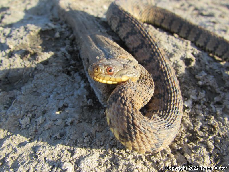 Diamond-backed Watersnake (Nerodia rhombifer rhombifer)