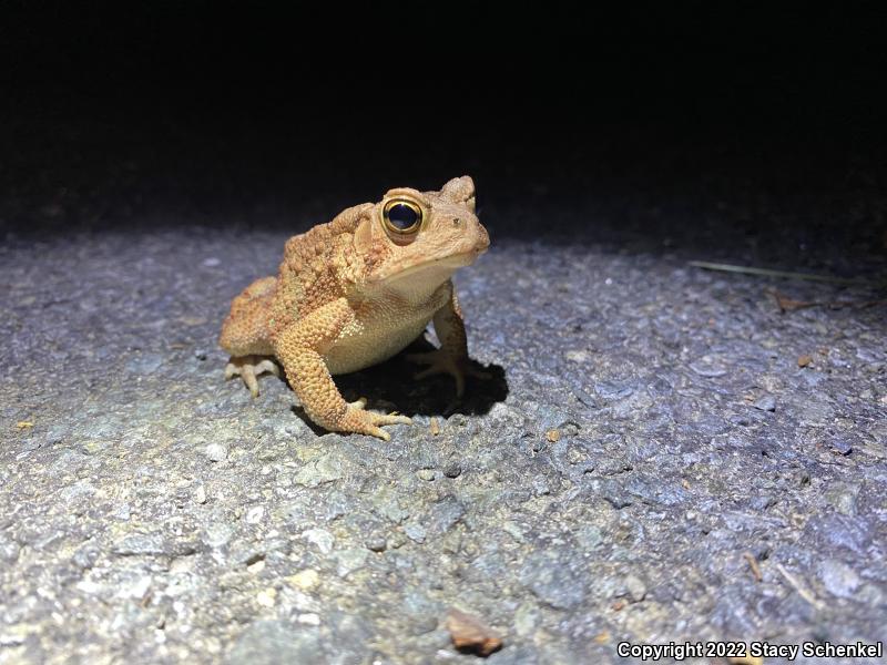 American Toad (Anaxyrus americanus)