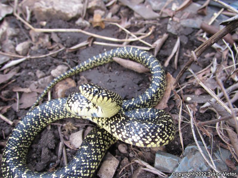 Speckled Kingsnake (Lampropeltis getula holbrooki)